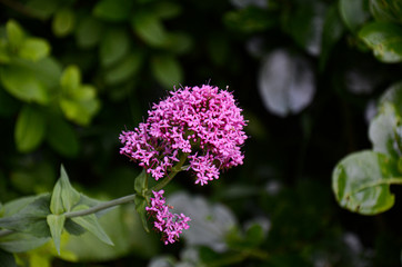 Detailed close up of pink flower with green behind