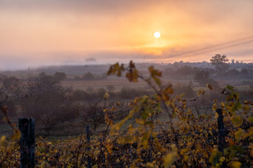 A foggy sunrise view in a vineyard near lake neusiedl in Burgenland in Austria during autum.