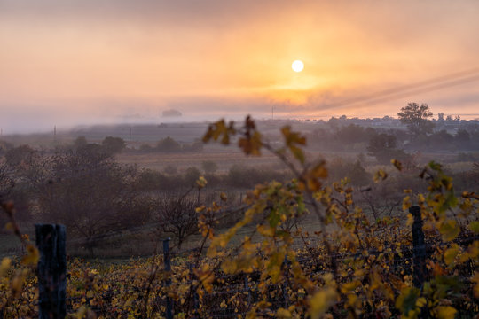 A foggy sunrise view in a vineyard near lake neusiedl in Burgenland in Austria during autum.