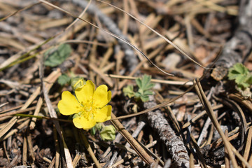 Fingerkraut, Potentilla, auf trockenem Untergrund, Kalkgebiet