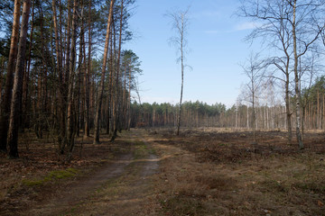 Mixed forest, clearings and paths in the early morning.