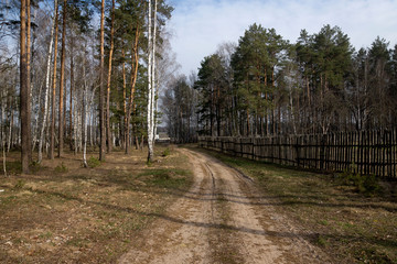 Obraz premium Mixed forest, clearings and paths in the early morning.