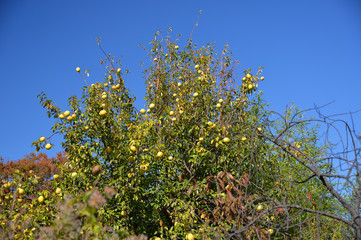 花梨、向島百花園