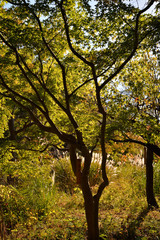 せいがい、向島百花園