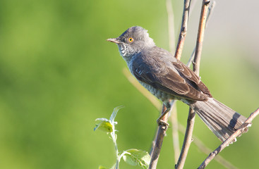 Barred warbler, Sylvia nisoria. Beautiful songbird