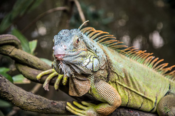 Nature in Singapore!