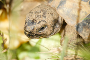 gros plan tortue terrestre faune d'Europe au milieu de grande herbe