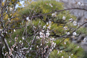 白梅とメジロ、向島百花園