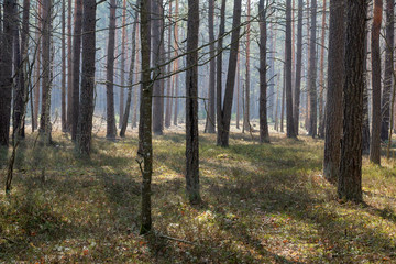 Mixed forest, clearings and paths in the early morning.