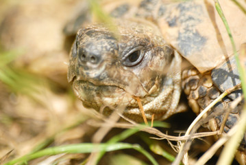 gros plan tortue terrestre faune d'Europe au milieu de grande herbe
