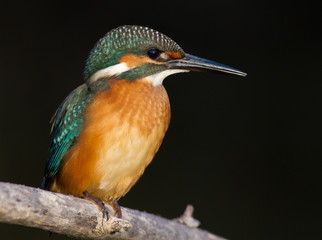 Kingfisher, Alcedo. A young bird sits on a branch above the river. On a dark background