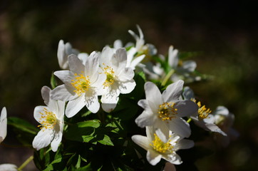 Anemone nemerosa, macro of a beautiful spring forest flower. Wood anemone (Anemone nemorosa) flower with soft focus.