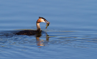 Great-crested grebe, podiceps cristatus. Bird floats on the river with a caught fish in its beak