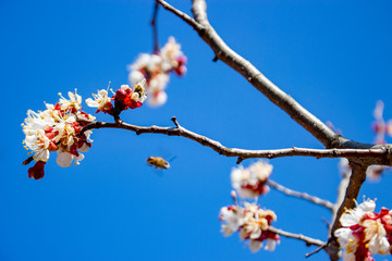 Frosting of apricot inflorescences, the destruction of spring frosts. Monilia is a fungal disease...