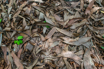 dry leaves on the ground