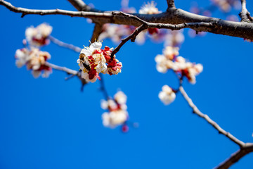 Frosting of apricot inflorescences, the destruction of spring frosts. Monilia is a fungal disease...