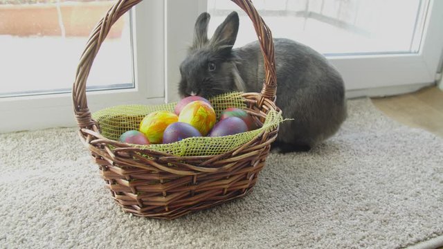 Easter bunny in basket with colorful eggs, candies and tulips on wooden table. Easter concept background.