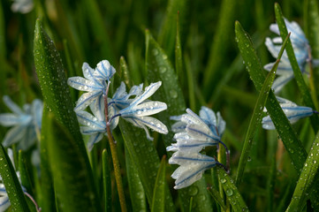 Puschkinia scilloides (Striped squill ) is a genus of three known species of bulbous perennials in...