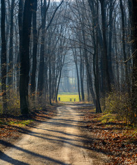 Vienna Woods. Fog in the Vienna forest. Located in the vicinity of Vienna. It is bounded on one...