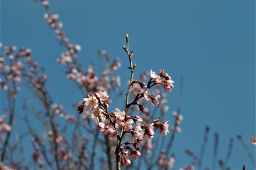 四季桜咲く