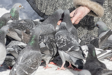 Fototapeta premium Elderly woman feeds a flock of pigeons by bird food on a white snow background in winter. Pigeons are in a flight