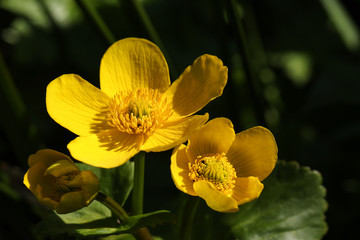 A pretty Yellow Marsh Marigold, Caltha palustris, plant in flower, growing at the edge of a pond.