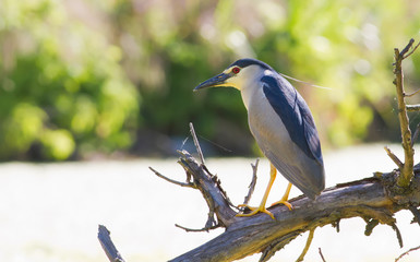 Night-heron, nycticorax. A bird sits by the water on an old leaning tree