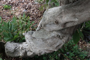 Twisted tree trunk