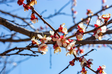 The affected inflorescences of apricot tree in spring frosts, the destruction of fruit tree yields, damaging farmers and reducing income due to unfavorable conditions for plants.