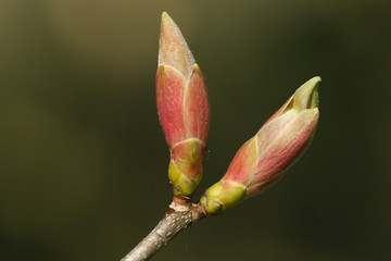 Buds growing on a branch of a Sycamore tree, Acer pseudoplatanus, in spring.
