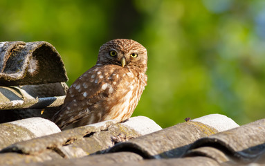 Little owl, athene noctua. Adult bird sitting on old slate roof, close to the nest