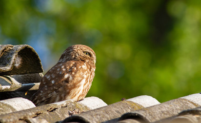 Little owl, athene noctua. Adult bird sitting on old slate roof, close to the nest