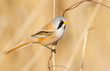 Bearded tit, panurus biarmicus. A male bird sits on a reed in the light of the morning sun