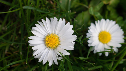 Fototapeta premium Close up of two daisy in garden. 