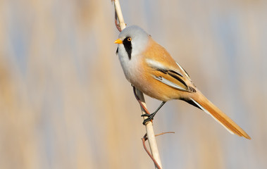 Bearded tit, panurus biarmicus. A male bird sits on a reed in the light of the morning sun