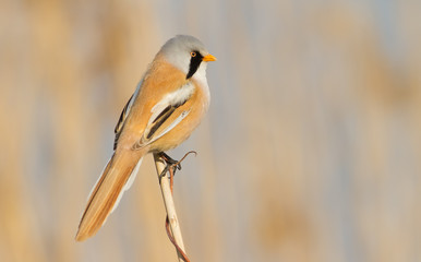 Bearded tit, panurus biarmicus. A male bird sits on a reed in the light of the morning sun