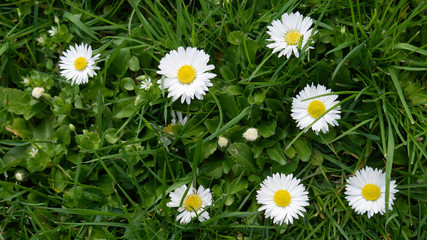 Daisy flowers on a sunny day.