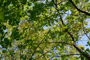 Bottom view on green leaves of trees in summer forest
