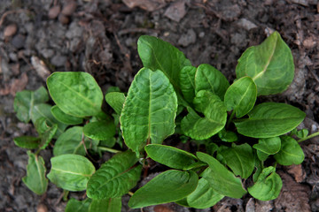 Fototapeta premium Green fresh sorrel leaves in the garden