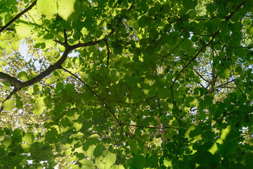 Bottom view on green leaves of trees in summer forest