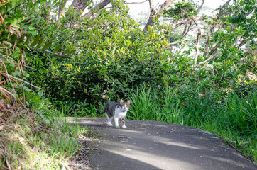 Fototapeta premium Cat standing on pathway in tall grass