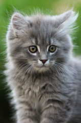 Naklejka na ściany i meble Gray fluffy kitten. Lovely pets.