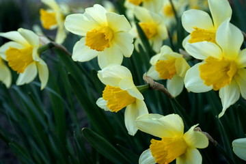 Obraz na płótnie Canvas Blooming yellow daffodils in the garden. Soft focus, blur