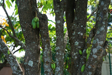 Obraz premium Close up view of natural green Averrhoa Bilimbi (Cucumber tree)