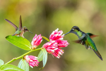 Blue hummingbird Violet Sabrewing flying next to beautiful red flower. Tinny bird fly in jungle. Wildlife in tropic Costa Rica. Two bird sucking nectar from bloom in the forest. Bird behaviour