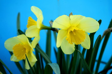 Yellow daffodils on a blue background. Soft focus