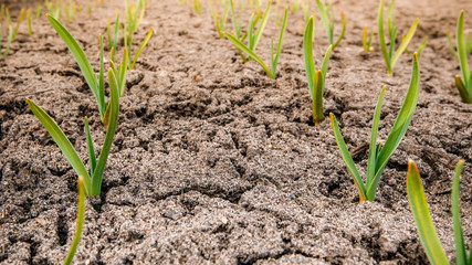 The early shoots of the garlic, the concept of farming