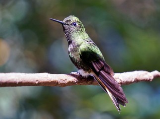 Fototapeta na wymiar Grüner Kolibri im kolumbianischen Dschungel