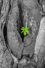 young chestnut leaves growing from an old stump. The concept of the birth of a new life