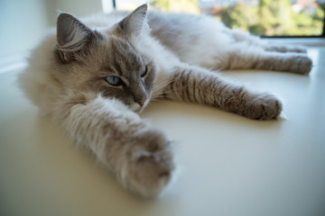 Cute pretty fluffy adult female lynx point ragdoll cat laying sprawled out on a white surface beside a window with its paws stretched out.